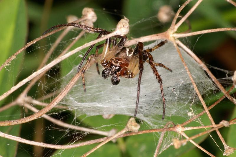 Larinioides_cornutus_D5054_Z_90_Les Gris_Frankrijk.jpg